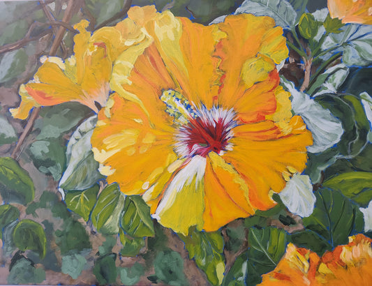 Golden Hibiscus