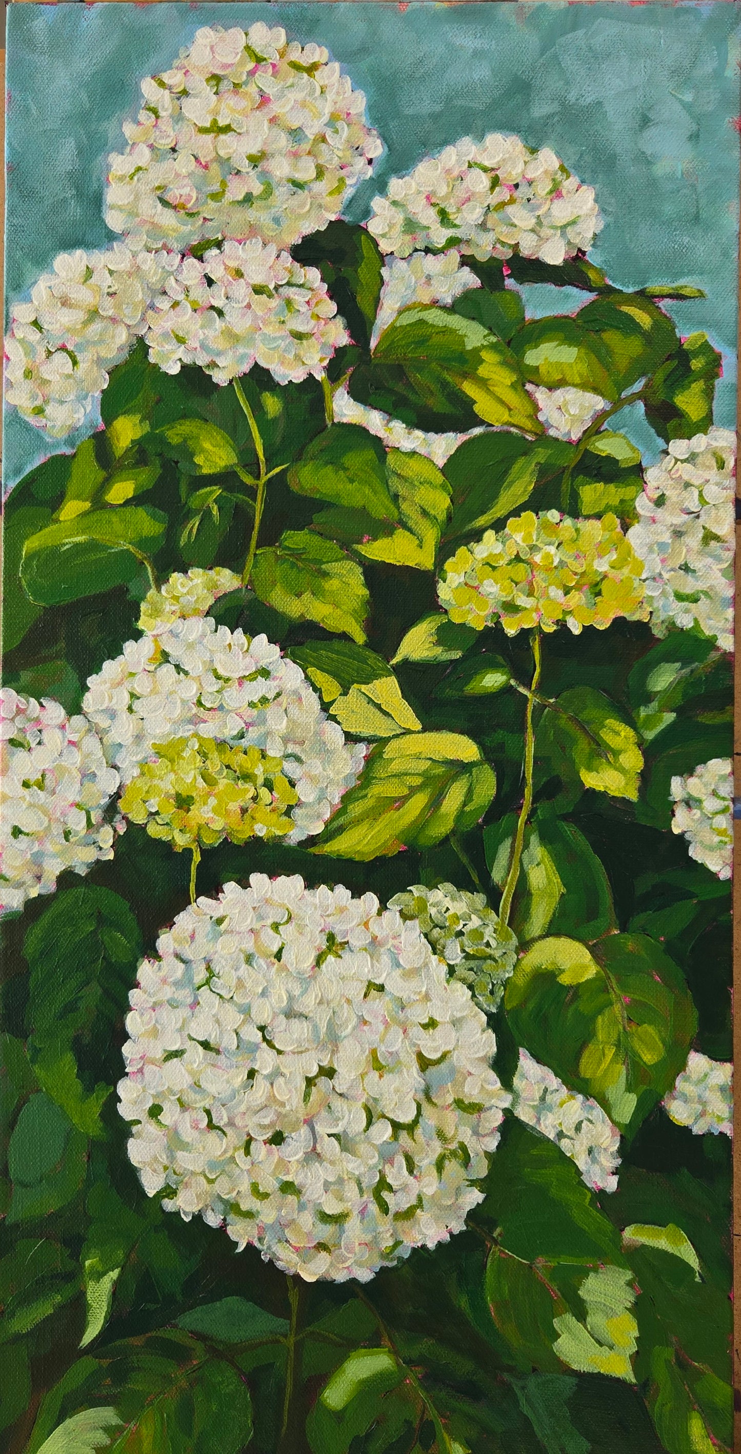 Hydrangeas in Morning Sun